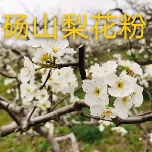 梨树花粉授粉 新人首单立减十元 22年4月 淘宝海外