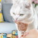 Beethoven pet Sheba PREMIO Sea Banquet Soup Boil Black Golden Cat Soup Steak Cat 24 cans 24 cans
