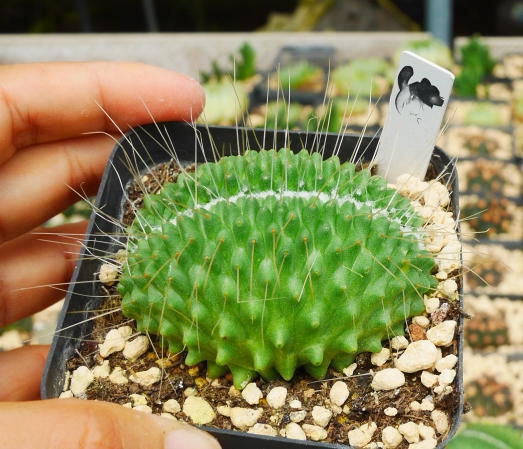 cute肉植  白珠丸缀化  仙人球b7  多肉植物 一物一拍8.4日