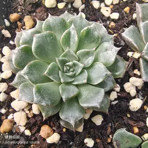 石莲植物 Top 100件石莲植物 23年1月更新 Taobao