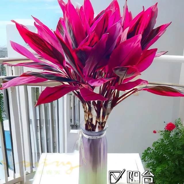 Red Purple Bamboo Lucky Bamboo Rich Bamboo Hydroponic Plant Living Room Lucky Bamboo Indoor Good for Growing Flowers