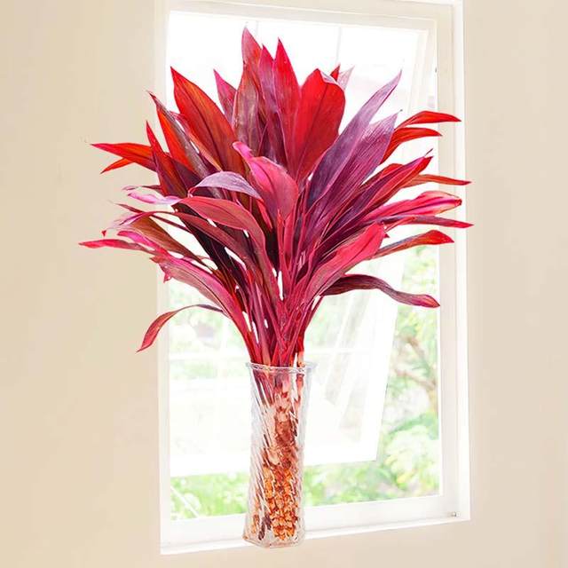 Red Purple Bamboo Lucky Bamboo Rich Bamboo Hydroponic Plant Living Room Lucky Bamboo Indoor Good for Growing Flowers