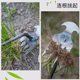 Weeding artifact rooting tool horticulture rake root removal manganese steel trumpet hand loosens soil and digs wild vegetables and weeds