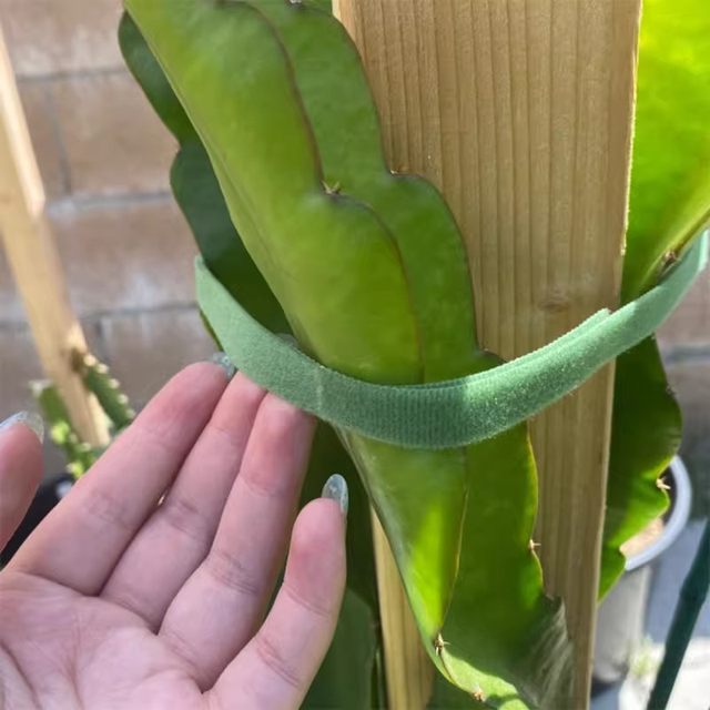 Green plant strap shape Velcro decal garden with double-sided adhesive gardening wire bundling straps support flower arrangement plant fixing