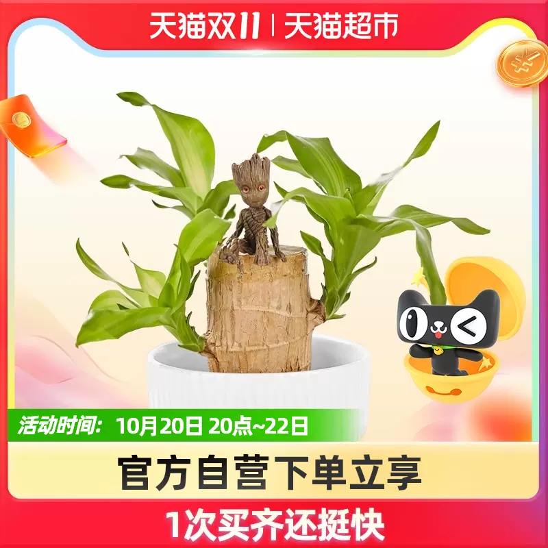幸运植物 新人首单立减十元 21年10月 淘宝海外