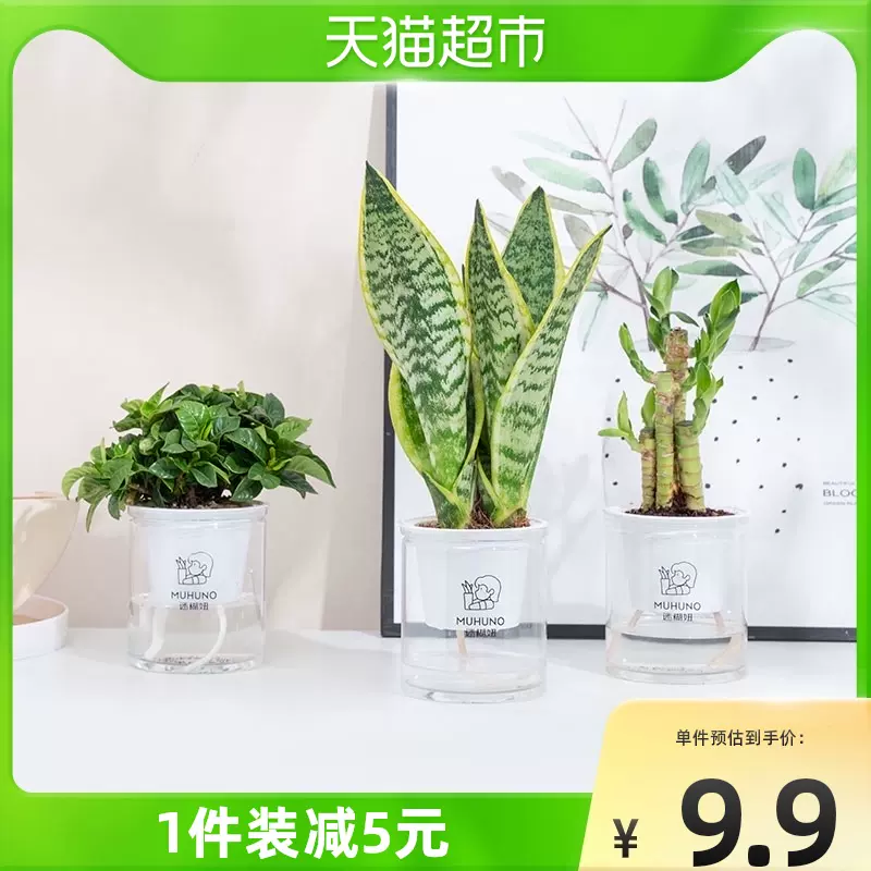金边虎尾兰盆栽 新人首单立减十元 2021年11月 淘宝海外