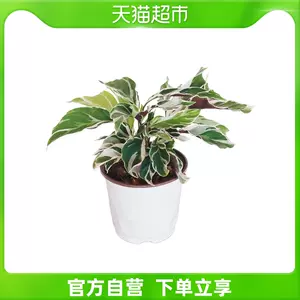 风植物画 新人首单立减十元 22年3月 淘宝海外