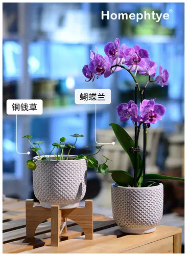 室内盆栽自吸盆 新人首单立减十元 22年2月 淘宝海外