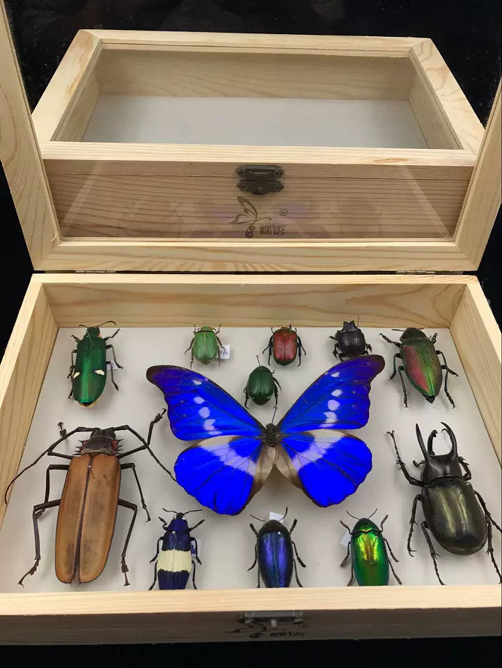 蝶语昆虫标本盒针插标本盒标本储存工具实木环保（空盒）-Taobao