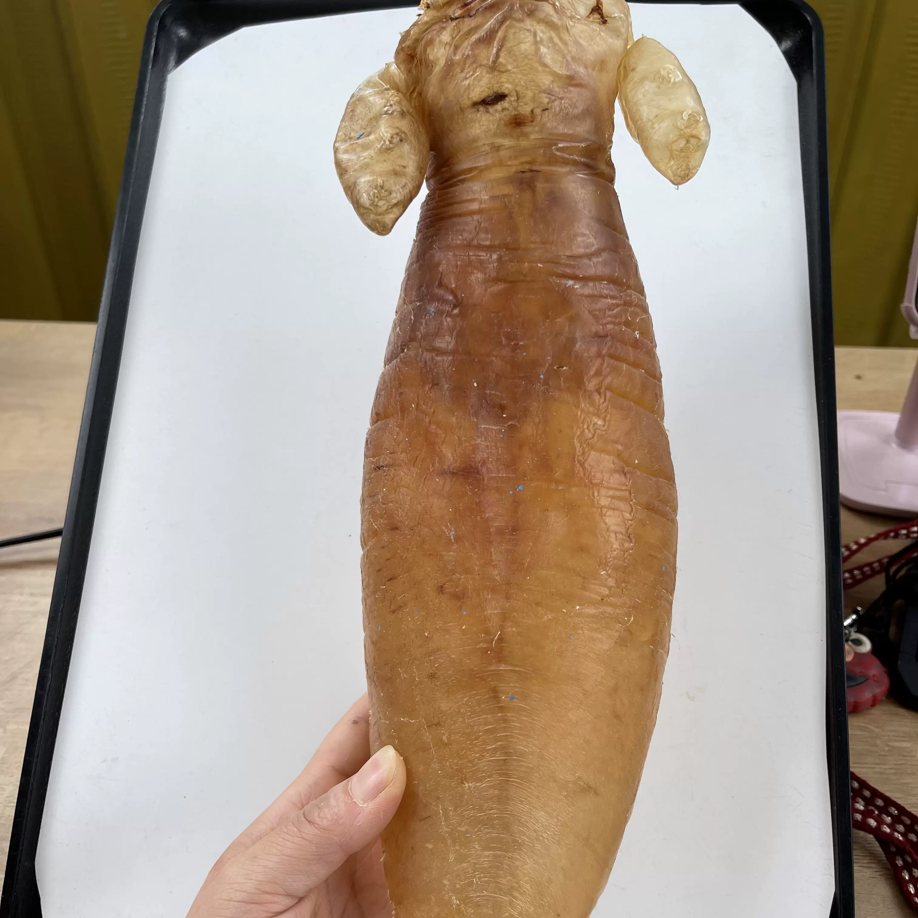 金兰耳 新人首单立减十元 22年1月 淘宝海外 金兰耳 新人首单立减十元 22年1月 淘宝海外