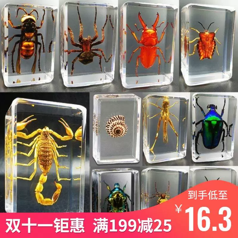 甲虫标本制作 新人首单立减十元 21年12月 淘宝海外 甲虫标本制作 新人首单立减十元 21年12月 淘宝海外