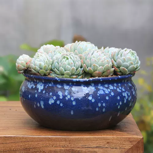 圆形花器盆栽 新人首单立减十元 22年2月 淘宝海外