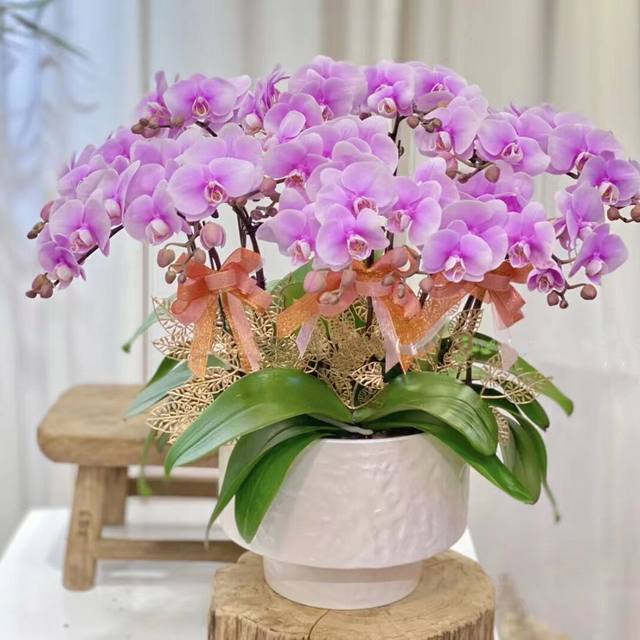 Simple flowerpot Cymbidium orchid Phalaenopsis large diameter low flower pot plant pot bonsai flower pot