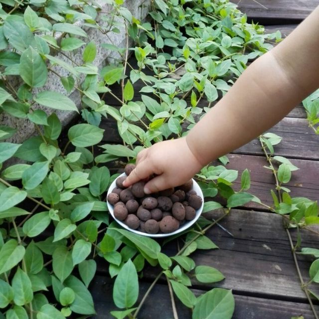 MiMiHome bottom ceramic pellet 200g water-retaining and purifying air succulent fertilizer flower soil special price
