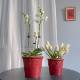 Festive red export Nordic ceramic flower pot simple ice crack glaze Phalaenopsis special Clivia flower pot