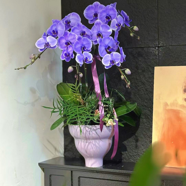 Simple flowerpot Cymbidium orchid Phalaenopsis Large diameter high-end flower pot plant potted tall bonsai Internet celebrity flower pot