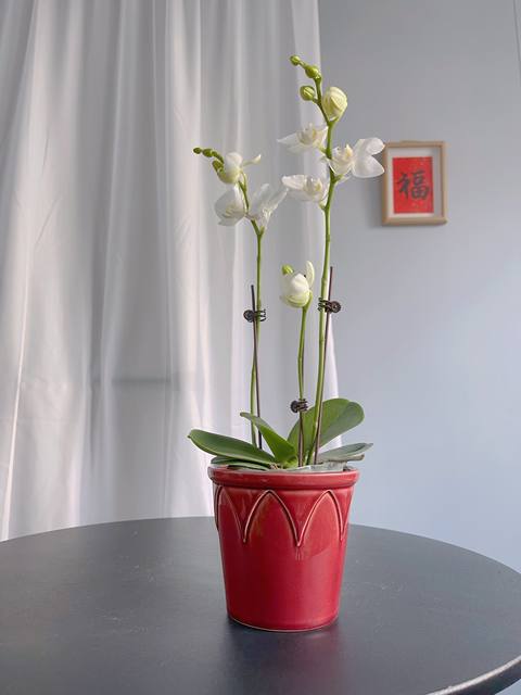Festive red export Nordic ceramic flower pot simple ice crack glaze Phalaenopsis special Clivia flower pot