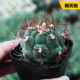The collection of real cactus flowers and beautiful flowers, good health, star-duck, phoenix jade succulent plant, cactus potted plant, easy to spend summer