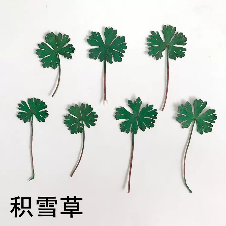 积雪草押花真花书签香薰蜡烛干花材料diy滴胶永生花