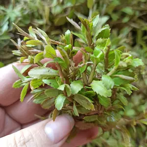 釆田 新人首单立减十元 22年6月 淘宝海外