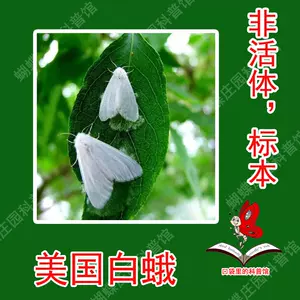 捕虫器 【中古品】 防虫機器 害虫 衛生害虫 防除 蠅 蜂 蛾
