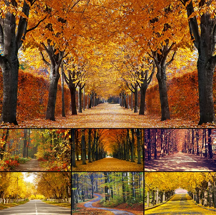 秋季秋天楓葉落葉樹林森林小道風景畫裝飾畫壁紙圖片素材