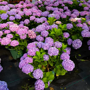 手鞠花 新人首單立減十元 22年10月 淘寶海外 手鞠花 新人首單立減十元 22年10月 淘寶海外