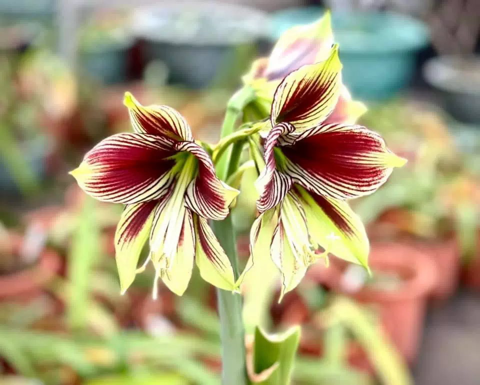 朱顶兰 新人首单立减十元 21年11月 淘宝海外