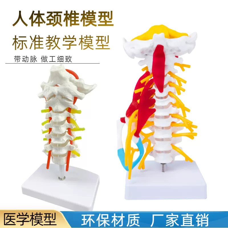 颈椎带颈动脉后枕骨椎间盘与神经教学模型人体腰椎骨骼架关节模型-Taobao