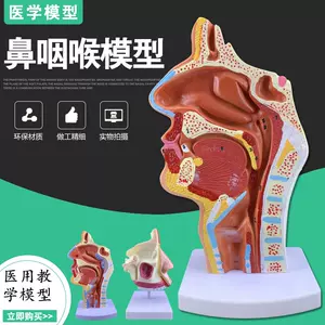 新品販売 鼻腔解剖模型 自由研究・実験器具 - CONVERSADEQUINTALCOM