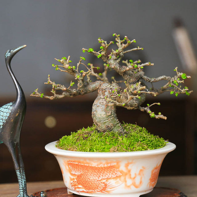 Orphan small-leaf elm, old piles, miscellaneous wood skeletons, plump high-end bonsai decoration, easy-to-grow plants, green plants for the home, easy to care for