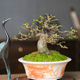 Orphan small-leaf elm, old piles, miscellaneous wood skeletons, plump high-end bonsai decoration, easy-to-grow plants, green plants for the home, easy to care for