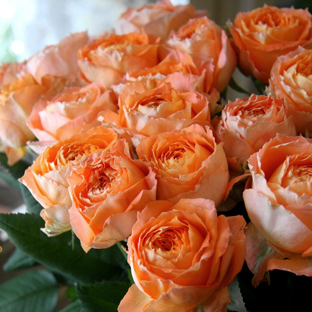 New products Orange romantic roses seedlings and large flowers upright ...