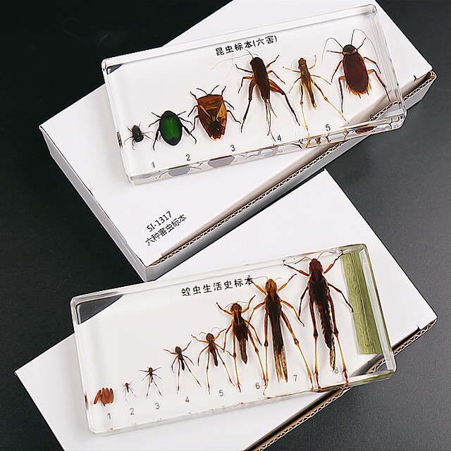 Kindergarten teaching real animal insect development resin specimen ...