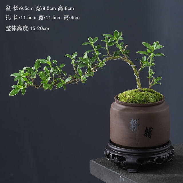 June snow bonsai white flower modeling physical Zen will old pile desktop bonsai strap potted art small ornament plants
