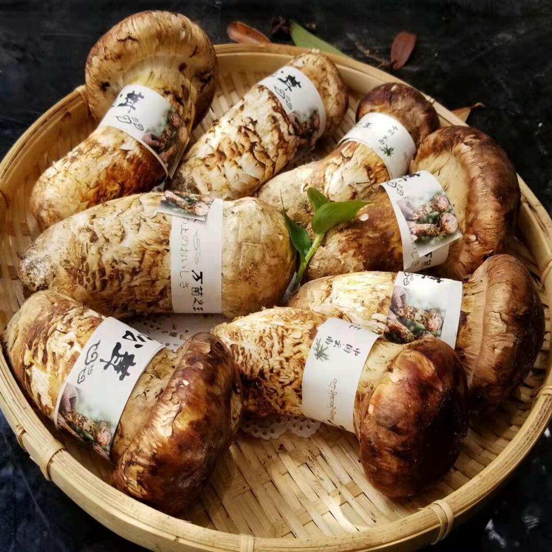 【时鲜】新鲜高原松茸云南香格里拉野生菌丽江发货顺丰包邮