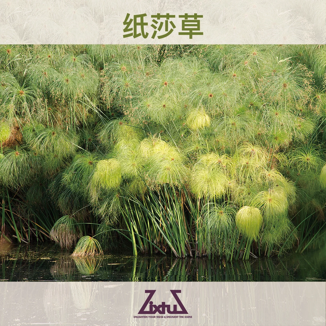 埃及纸莎草画 新人首单立减十元 2021年12月 淘宝海外