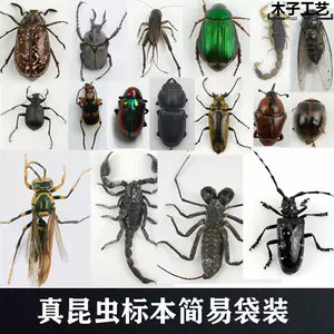 锹甲虫标本 新人首单立减十元 22年7月 淘宝海外