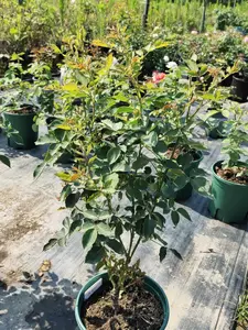 加百利 新人首单立减十元 22年7月 淘宝海外