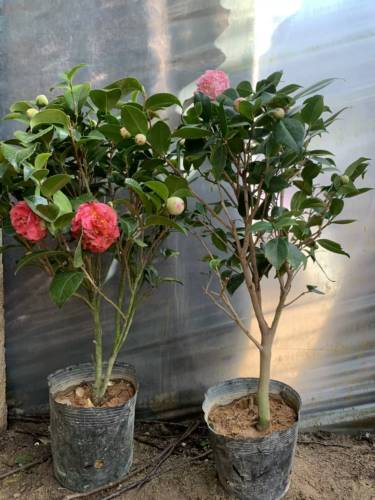 茶花大树苗 新人首单立减十元 22年1月 淘宝海外