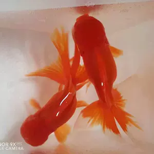 金鱼组 新人首单立减十元 22年3月 淘宝海外