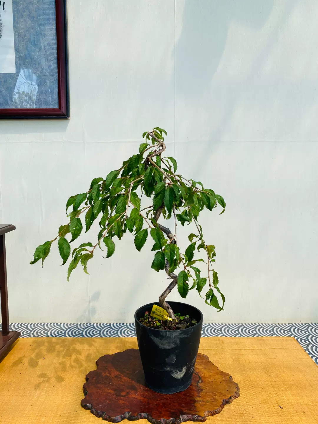 樱花盆栽日本 新人首单立减十元 21年11月 淘宝海外