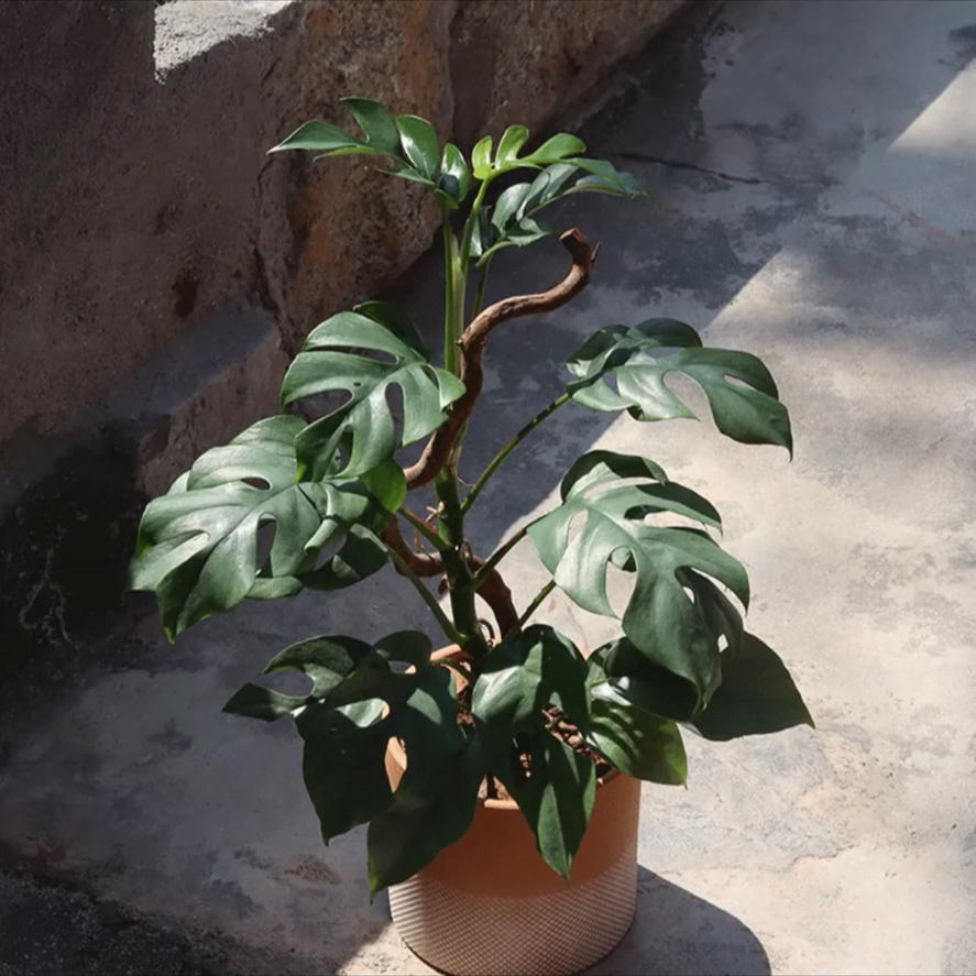 60,80厘米以上爬藤姬龟背竹耐阴室内卧室阳台易养绿植盆栽沐