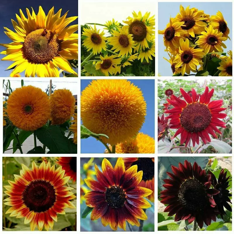 向日葵种子观赏切花向日葵花种室内外阳台盆栽种植花卉种子包邮