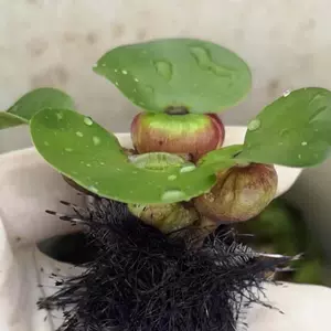 水培植物水葫芦 新人首单立减十元 22年3月 淘宝海外