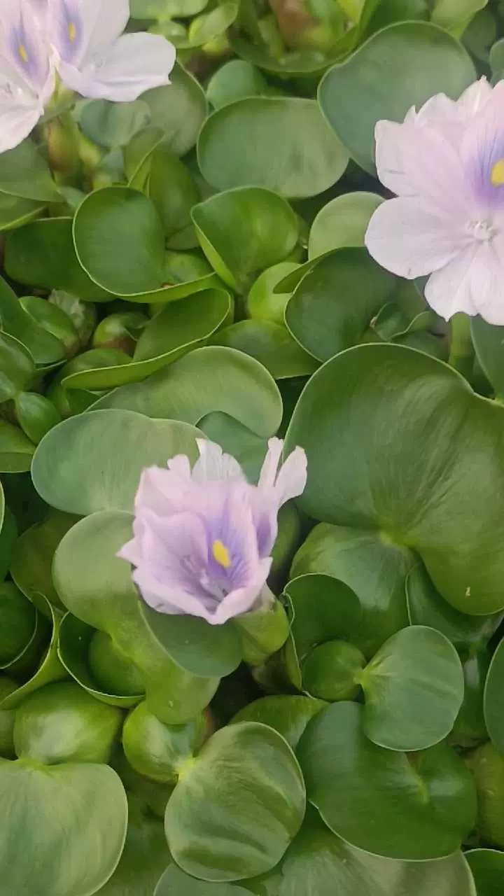 水葫芦浮萍水生植物养鱼养龟鱼缸造景净化水质鱼
