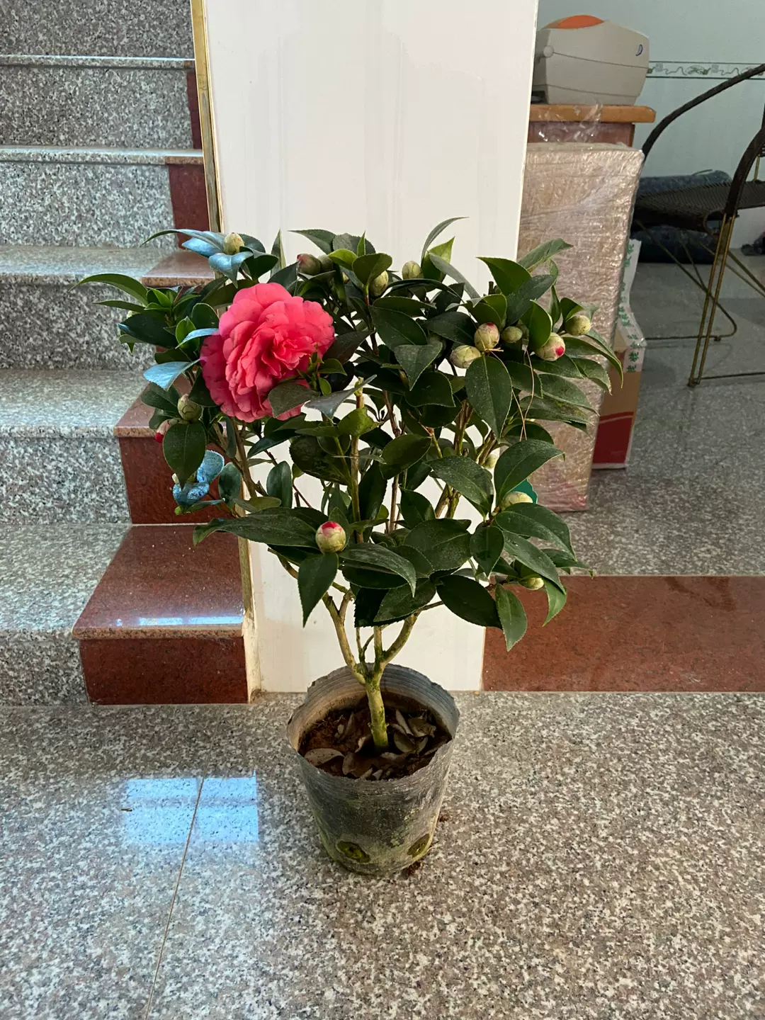 名贵山茶花红赤丹盆栽六角大红茶花树苗室内室外均可摆设喜庆