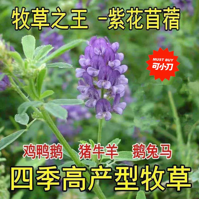 紫花苜蓿草种子多年生苜蓿种子四季高产苜蓿菜猪牛羊鸡鱼