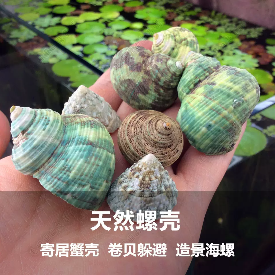 天然海螺绿蝾螺绿螺卷贝鱼繁殖鱼缸造景躲避繁殖