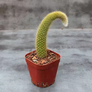 猫仙人掌盆栽 新人首单立减十元 22年3月 淘宝海外